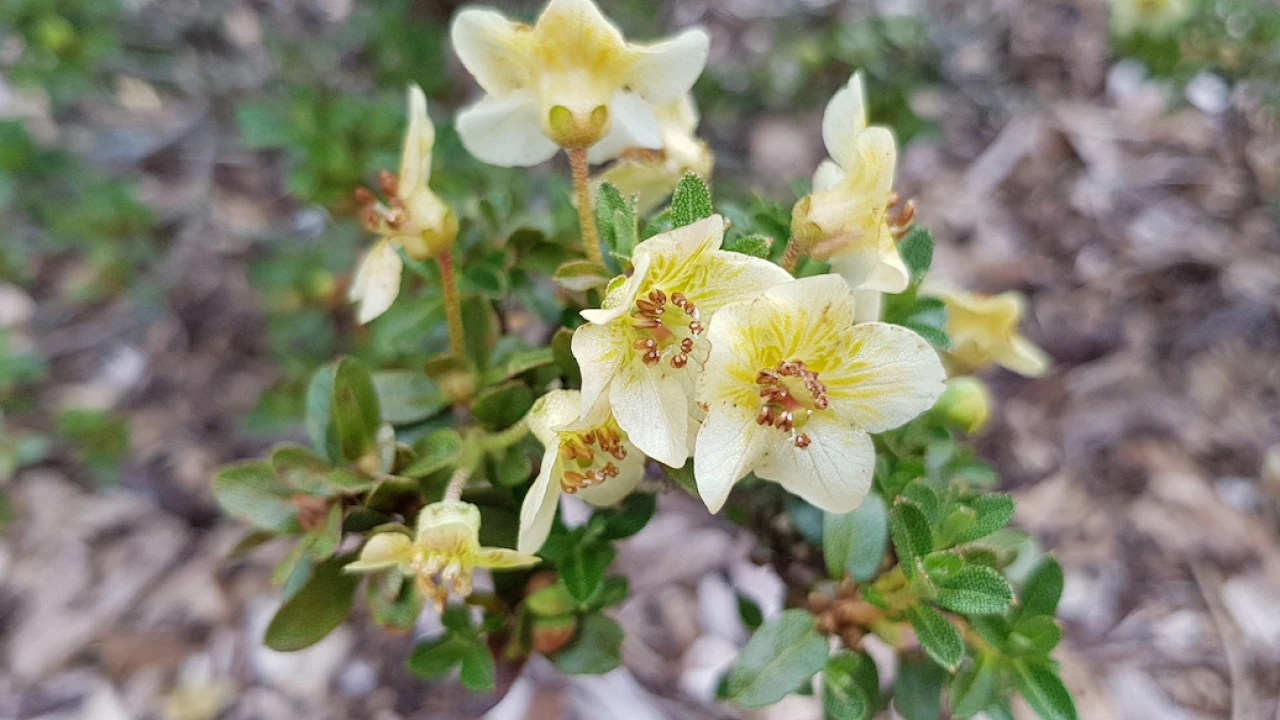 R. lepidotum